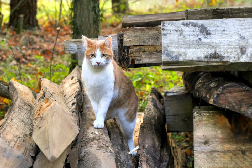 Animal feline field photo