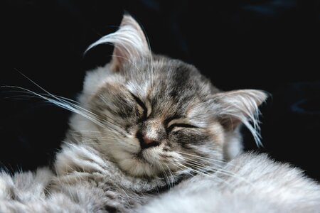 Pet animal kitten