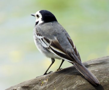 Motacilla alba Muromets