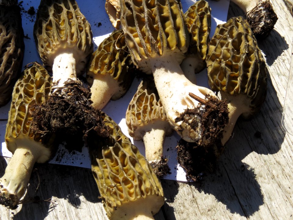 Morchella conica Kiev2