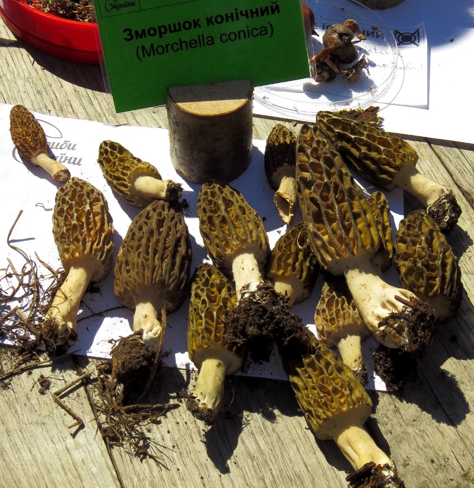 Morchella conica Kiev1