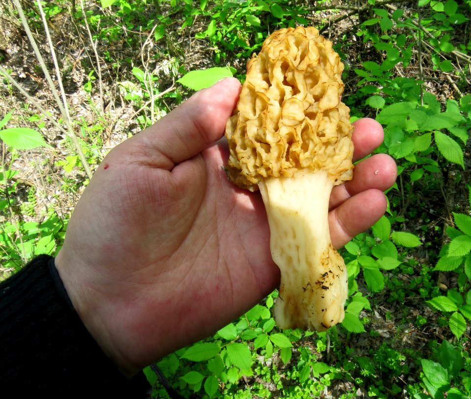 Morchella esculenta Pukhivka2