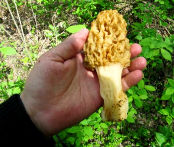 Morchella esculenta Pukhivka2
