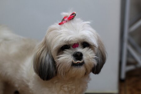 Shih tzu dog puppy photo