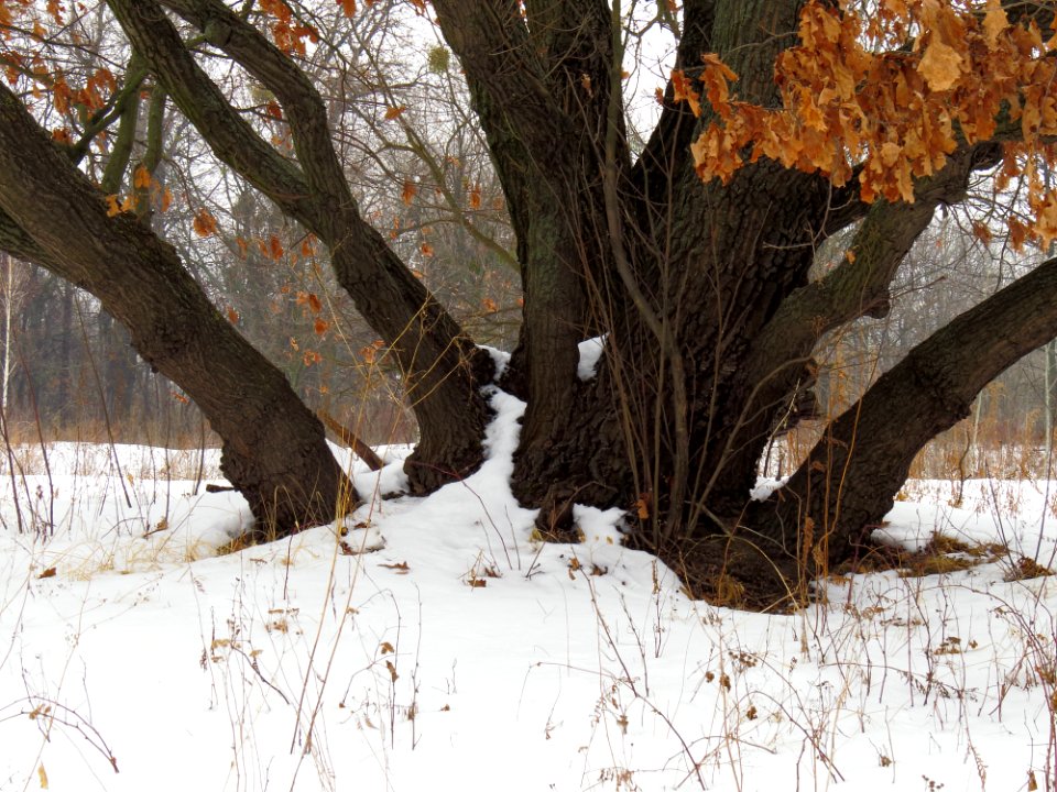 Muromets Winter4