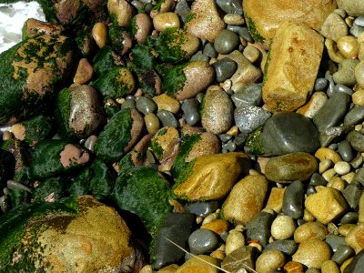 Musgo en rocas acapulqueñas, verde sobre café