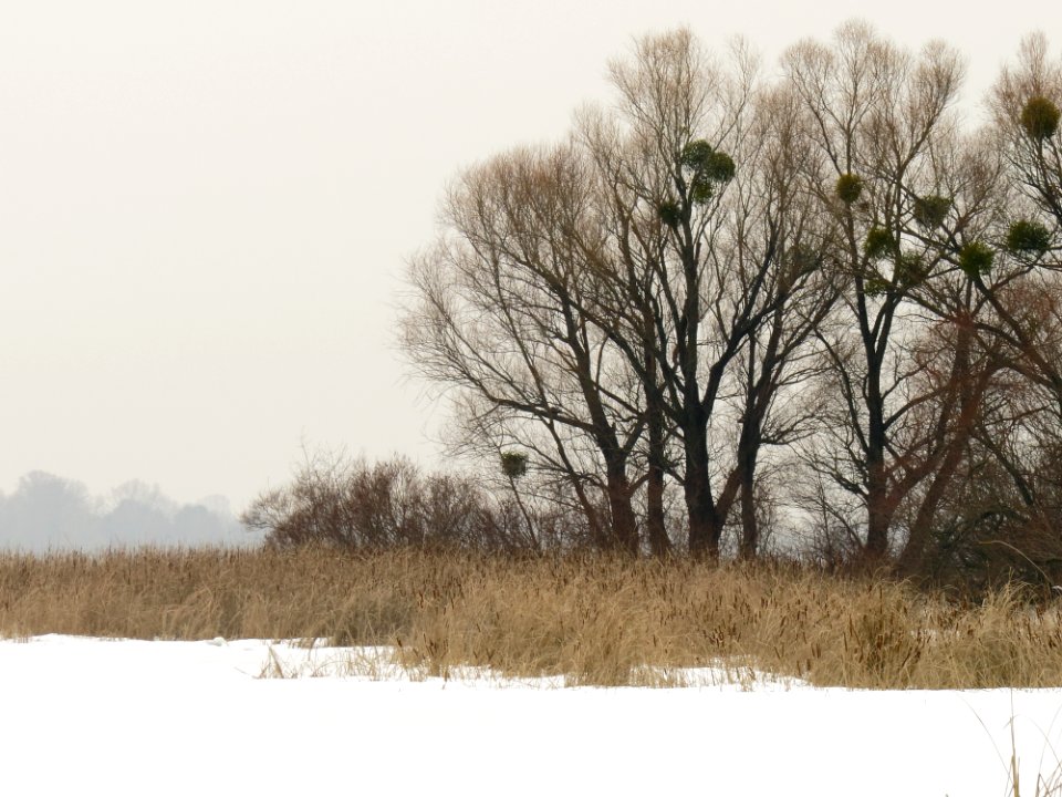 Muromets Winter10