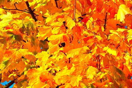Golden autumn nature forest photo