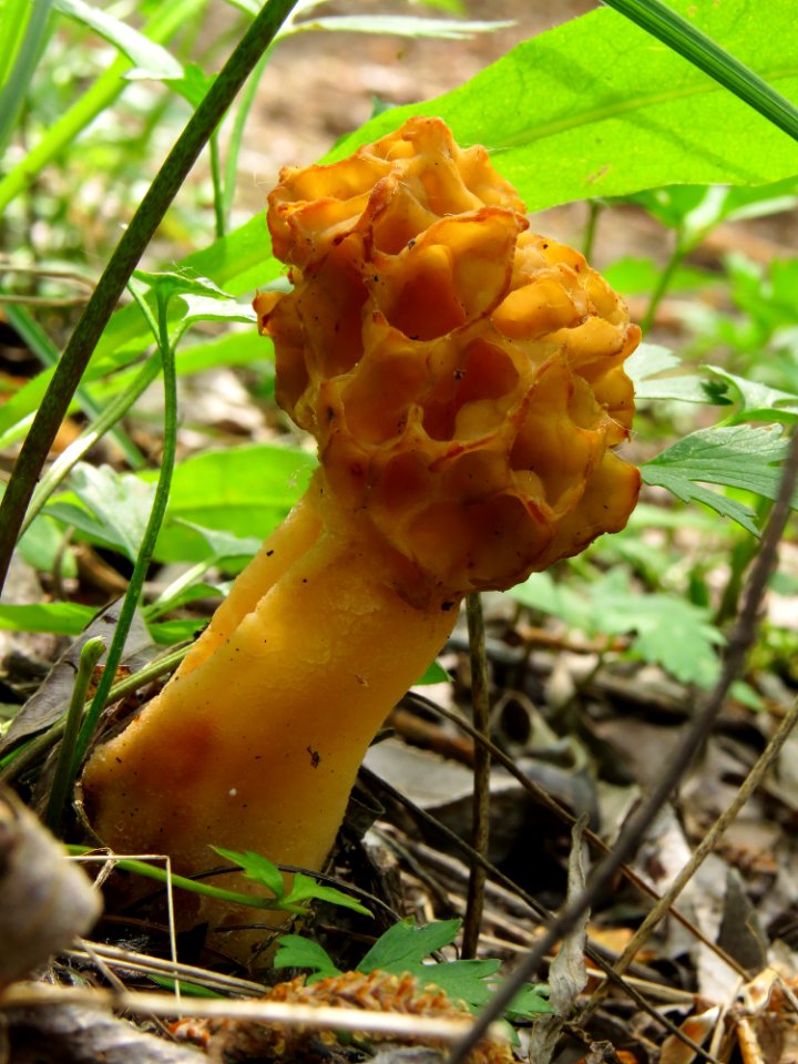 Morchella esculenta Pukhivka1