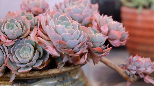 The fleshy plant potted plants