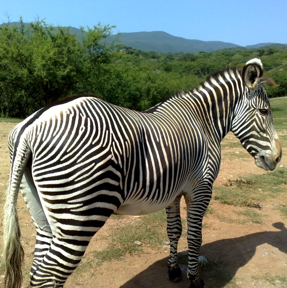 Muslo de cebra de Grevy, en Zoofari Cuernavaca