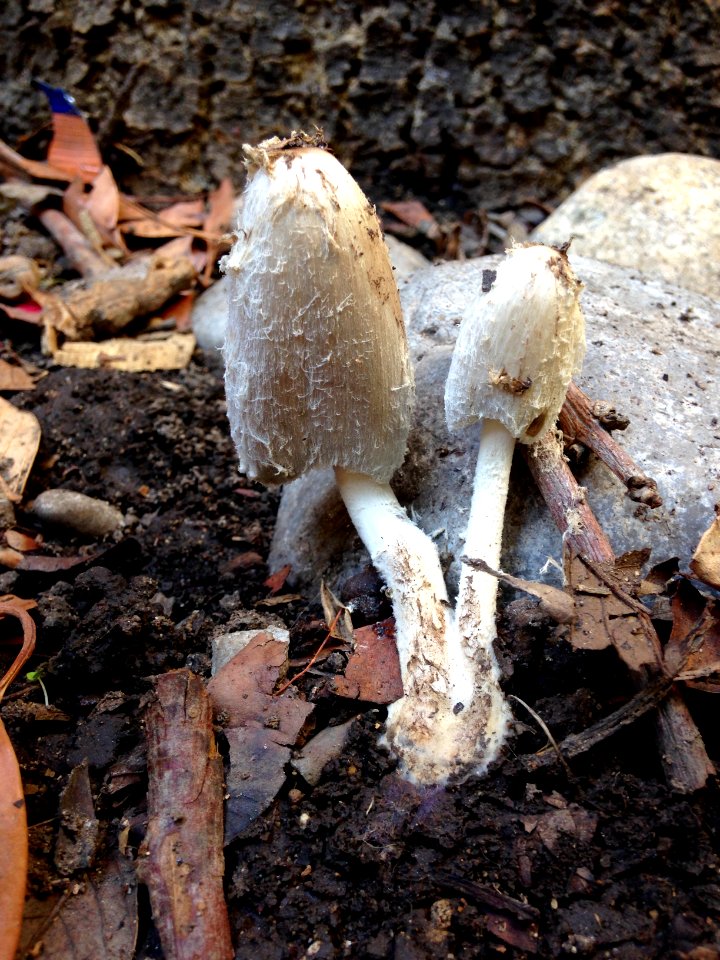 Mushroom white twin