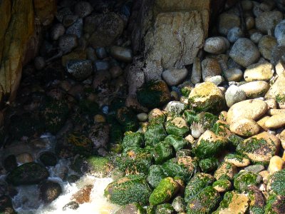 Musgo en rocas Acapulco