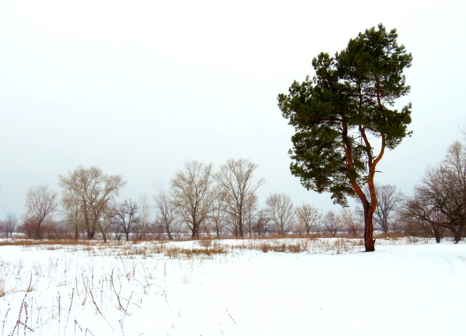 Muromets Winter6