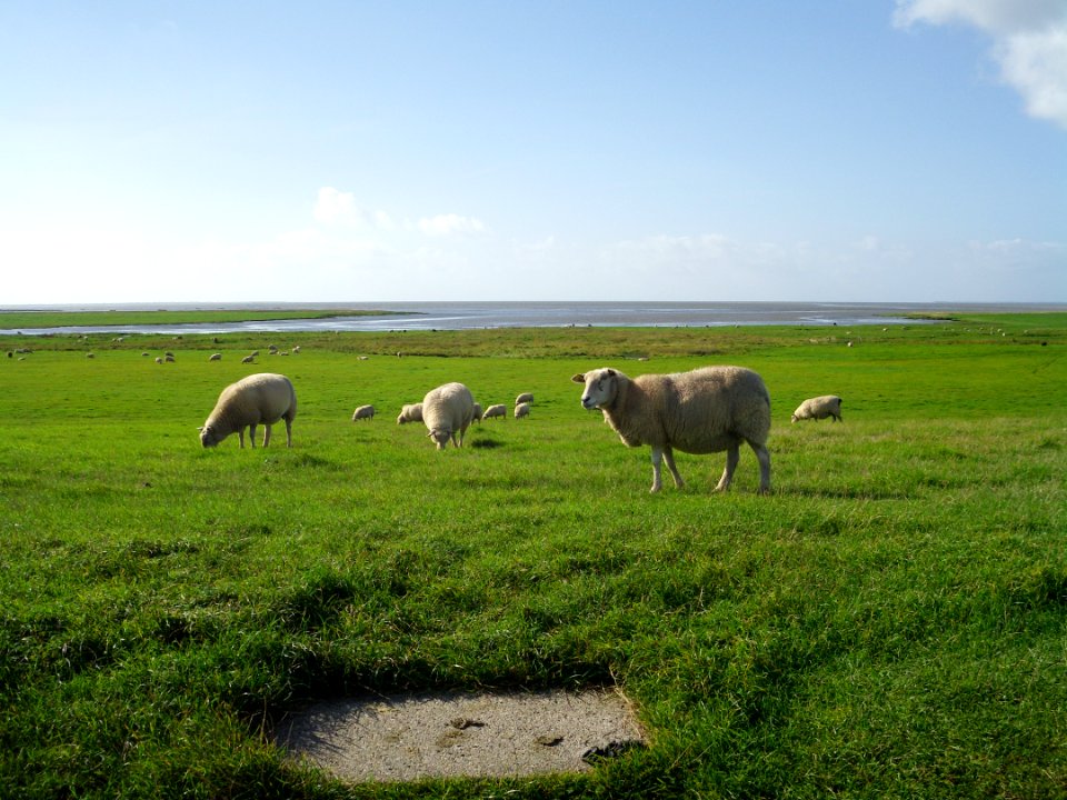Nationalpark Vadehavet sheep