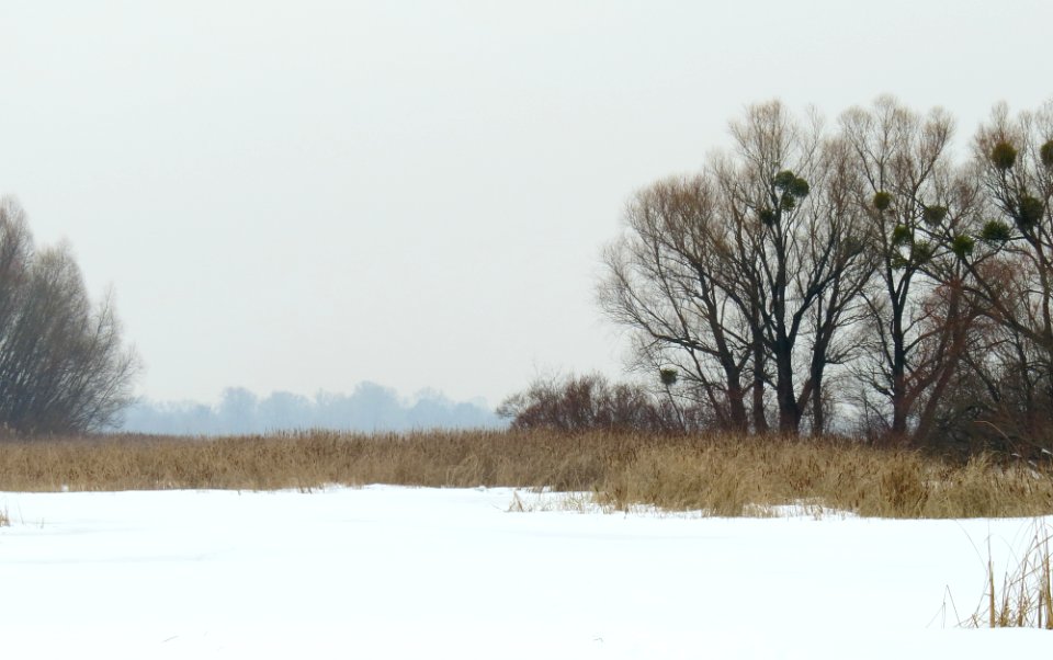 Muromets Winter9