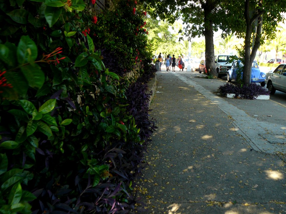 Muro con flores, sobre todo Tradescantia