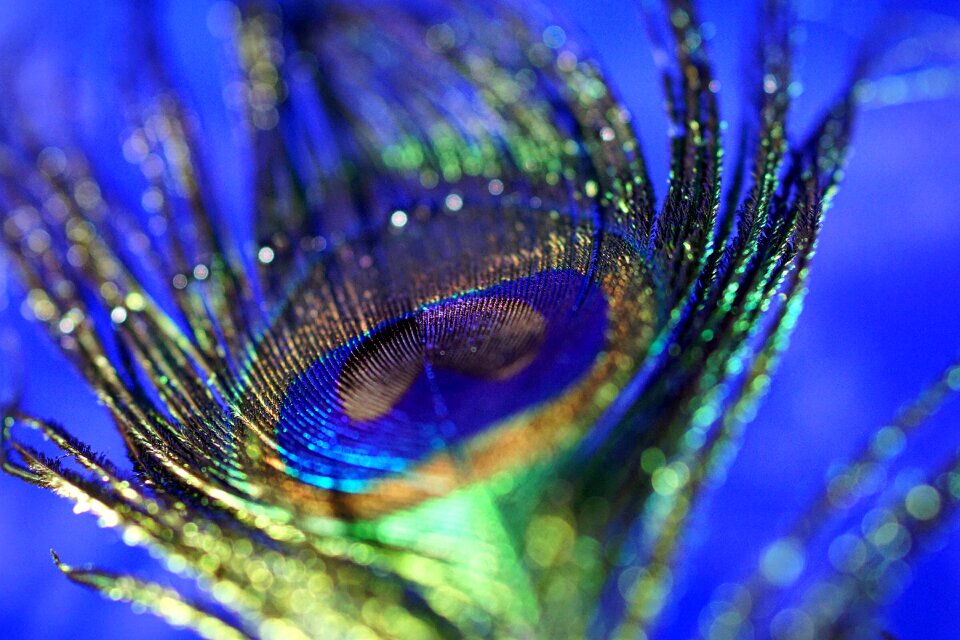 Peacock close up blue