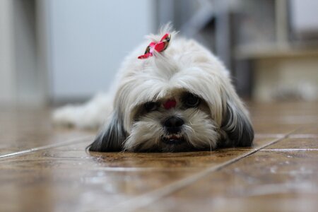 Shih tzu dog puppy photo