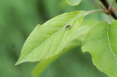 Malus domestica 13011