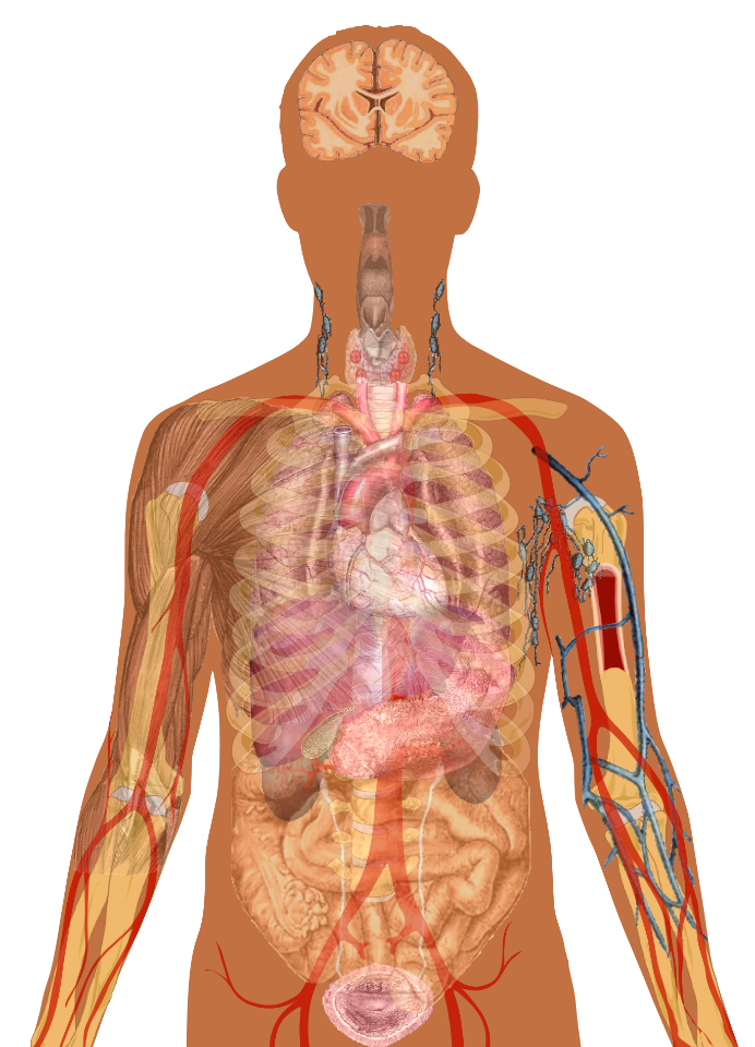 Man shadow with organs