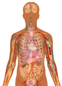 Man shadow with organs