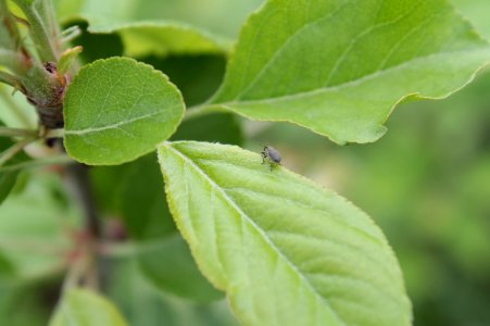 Malus domestica 13007