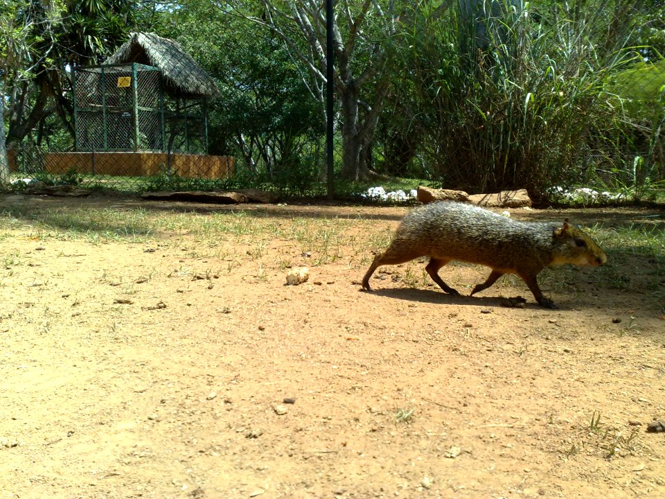 Mamífero en el Zoofari, Cuernavaca, Morelos