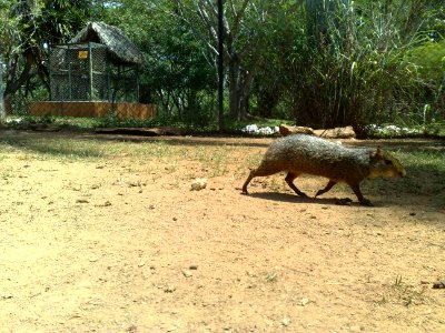 Mamífero en el Zoofari, Cuernavaca, Morelos photo