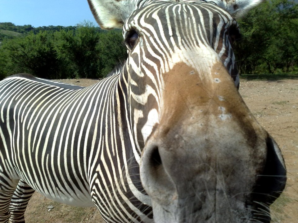 Nariz de cebra en el Zoofari, Cuernavaca, Morelos