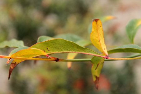 Nandina domestica 11029