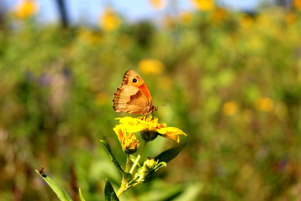 Nature summer wing