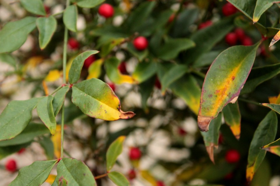 Nandina domestica 11031