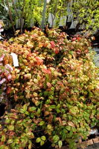 Nandina 10665