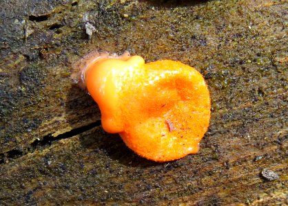 Lycogala epidendrum Kiev5