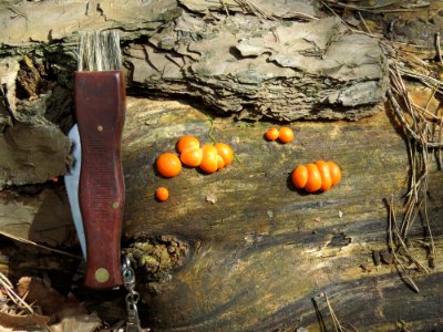 Lycogala epidendrum Kiev4