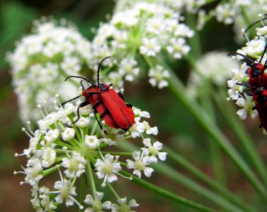 Lygistopterus sanguineus Kiev1