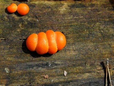 Lycogala epidendrum Kiev3