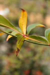 Nandina domestica 11030