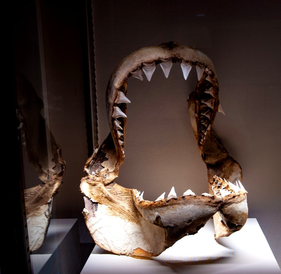 Mâchoire du grand requin blanc - Monaco