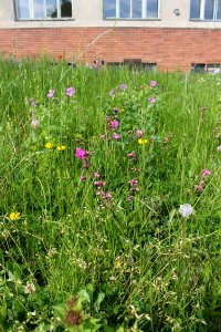 Lychnis viscaria 079