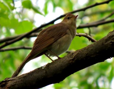 Luscinia luscinia Bobrovnya1