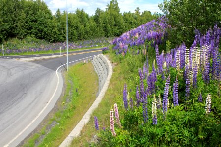Lupiner i rundkjøring ved Gjøvik