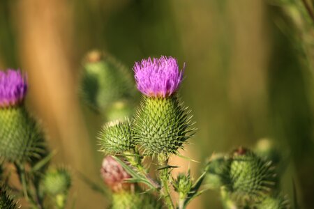 Plant wild medical use