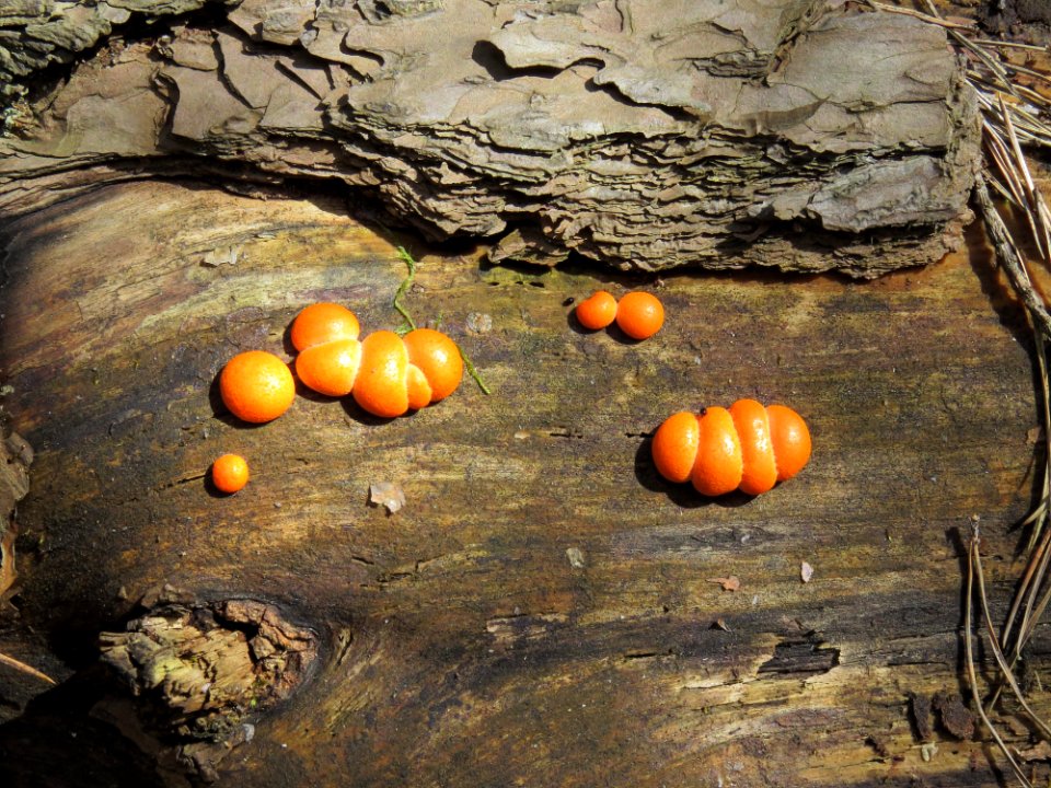 Lycogala epidendrum Kiev2