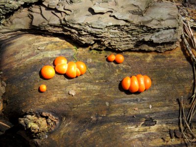 Lycogala epidendrum Kiev2