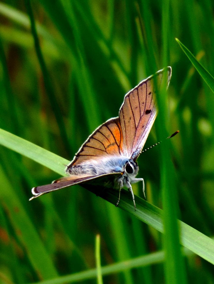 Lycaena alciphron Kiev