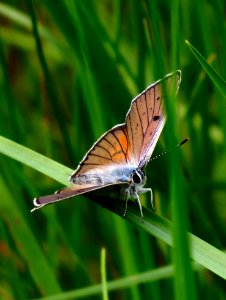 Lycaena alciphron Kiev photo