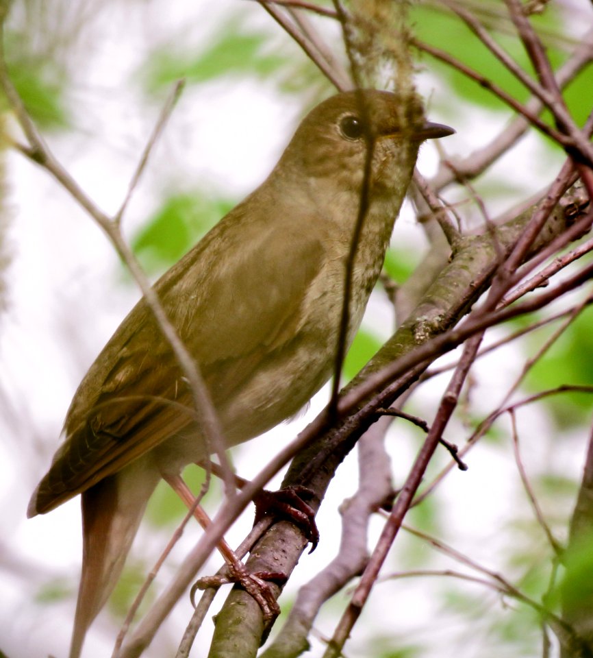 Luscinia luscinia Muromets2 photo