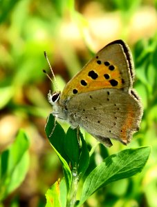 Lycaena phlaeas Kiev obl
